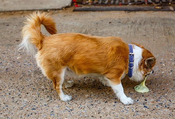 How do you stop vomiting from kennel cough?