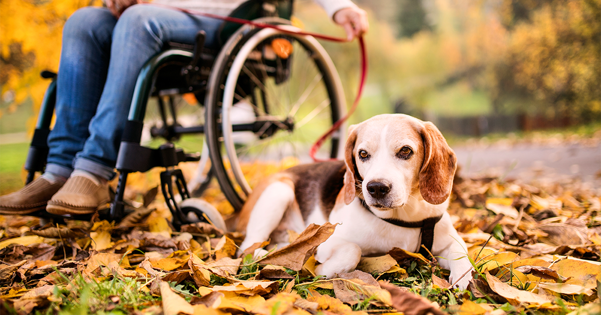 how do you train a dog to use a wheelchair