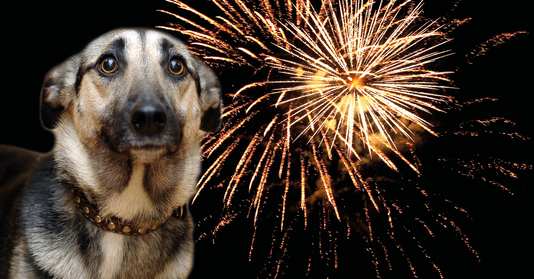 FREE Pet Fireworks Guide - PDSA