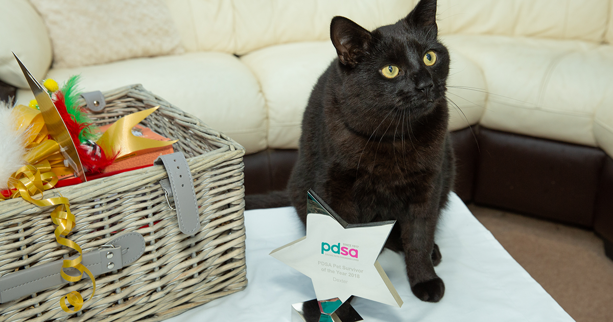 PDSA Pet Survivor - PDSA