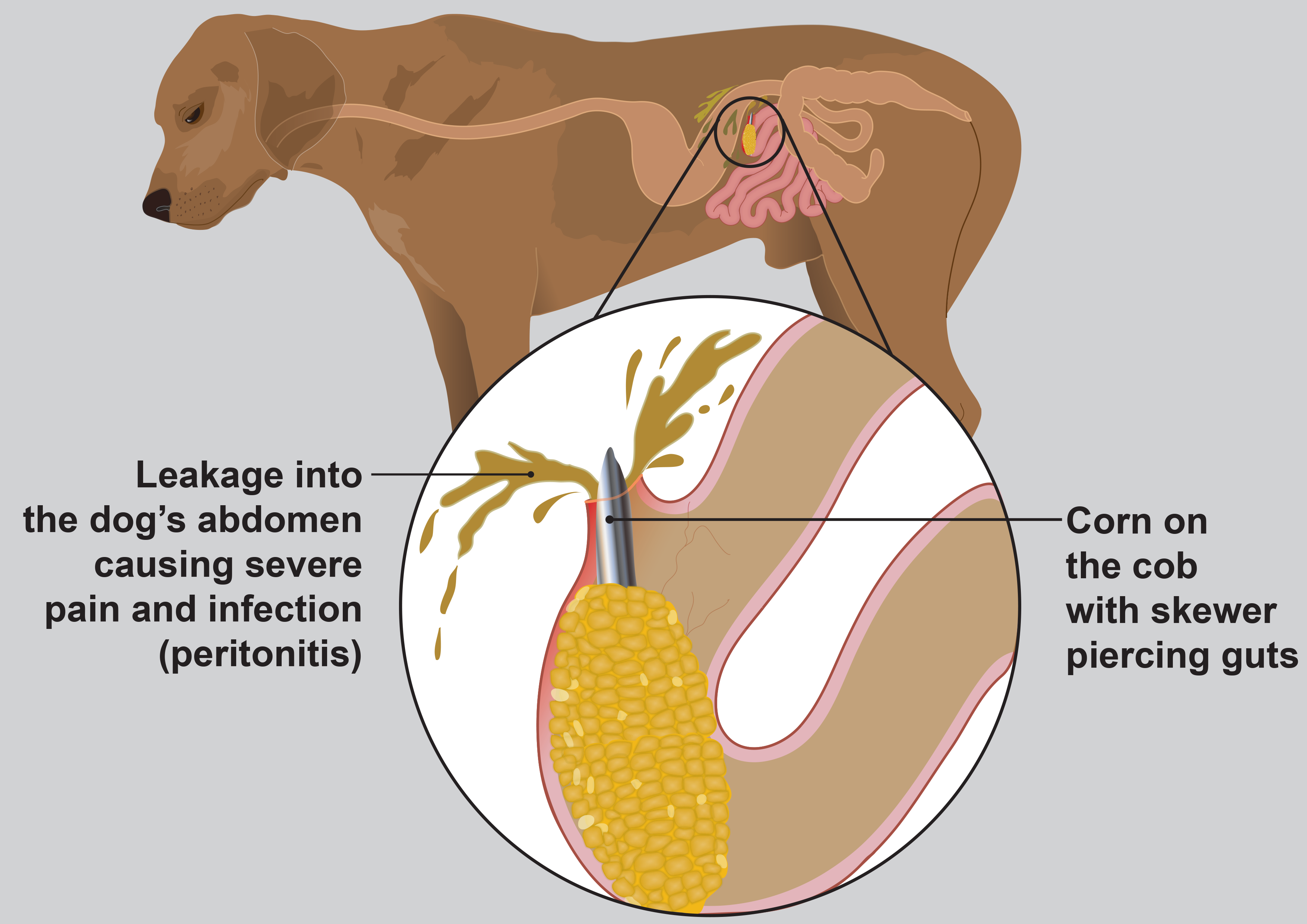 Illustration of gut blockage piercing gut in dog