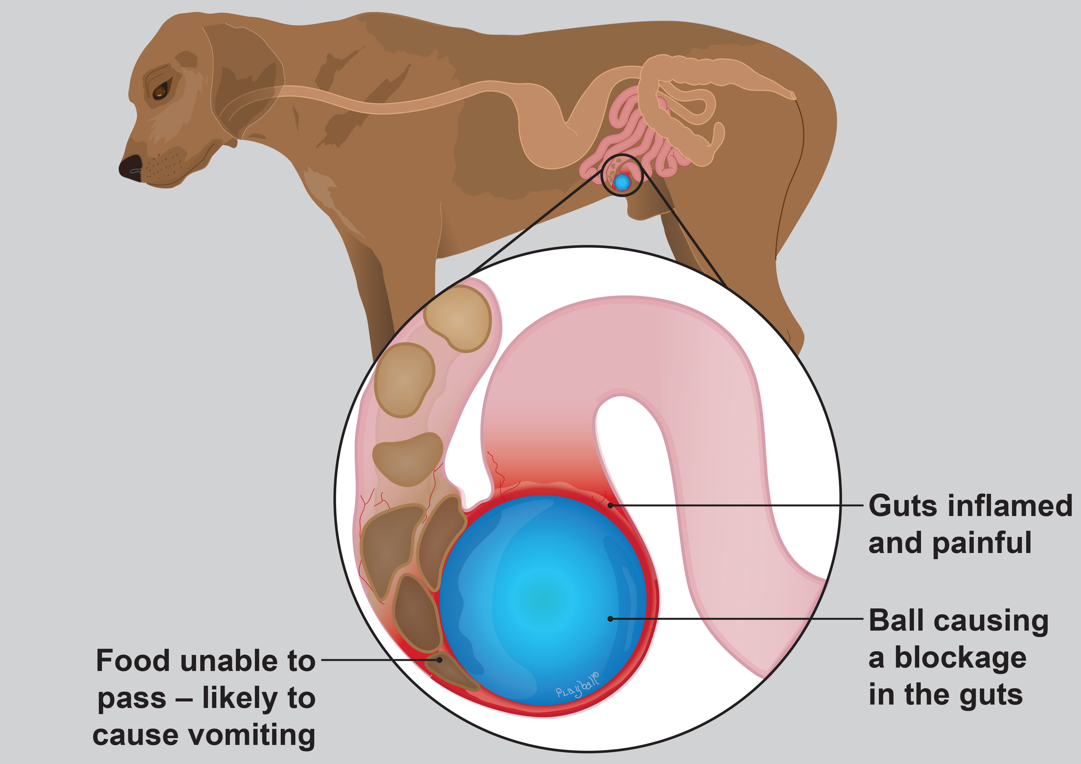 Gut blockage (foreign body) in dogs PDSA