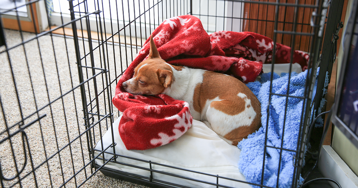 Crate Training Your Puppy at Night: Tips & Tricks