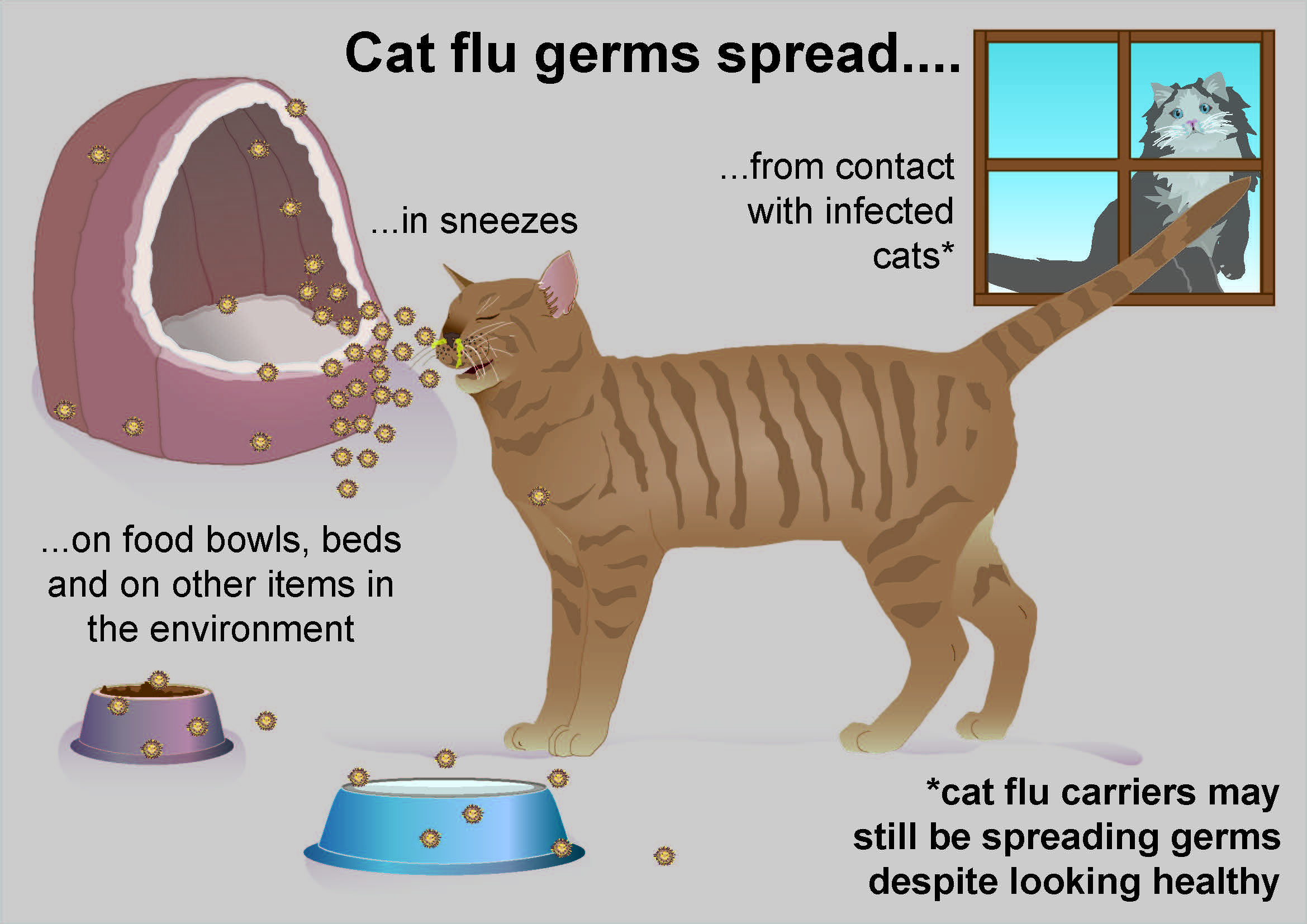 Cat flu in kittens PDSA