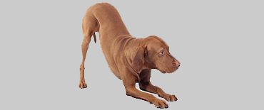 Pancreatitis in dogs - PDSA