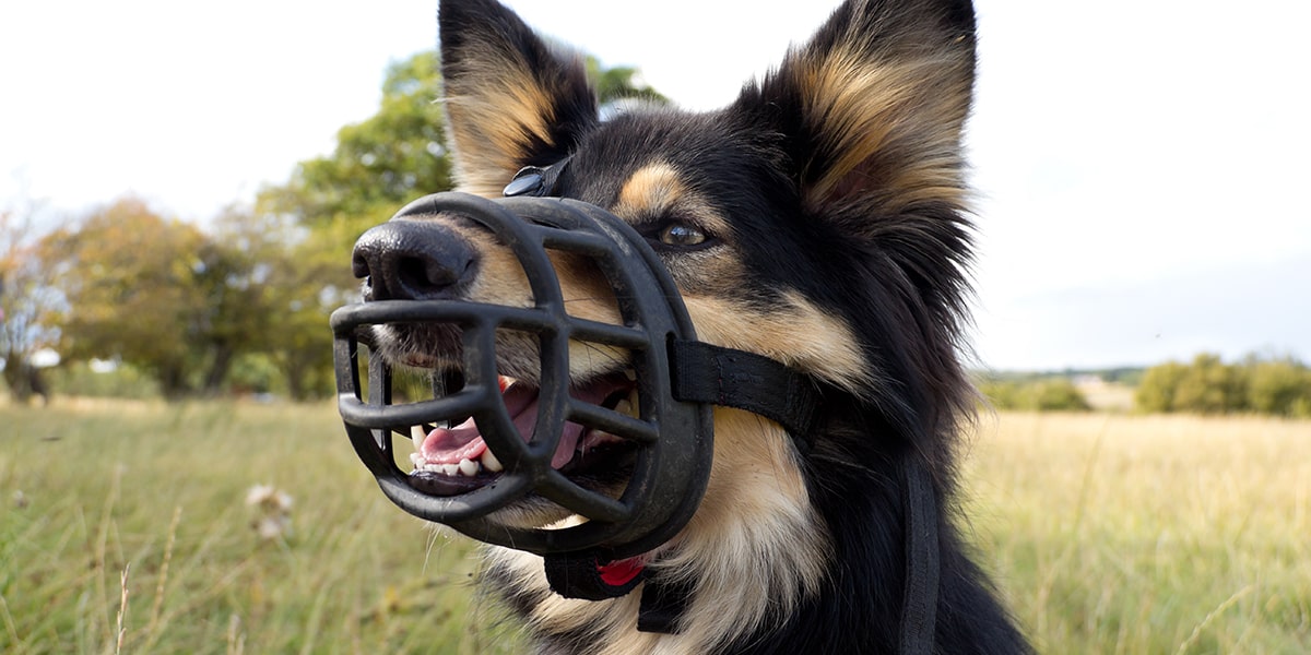 muzzle training a dog