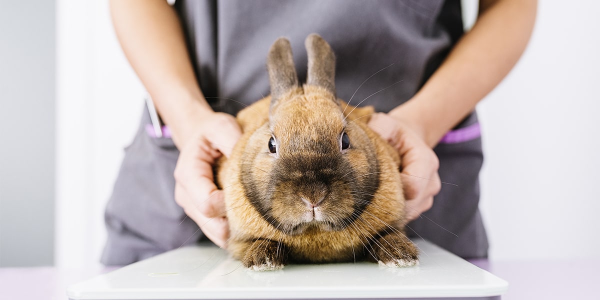 How to handle a rabbit safely - PDSA