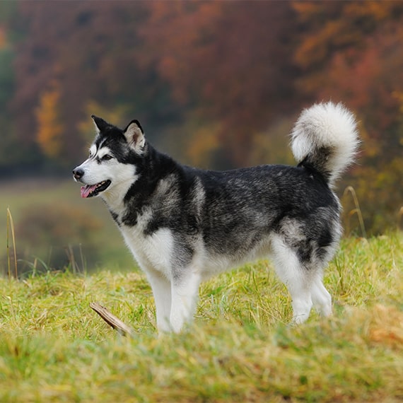 Mini store malamute breed