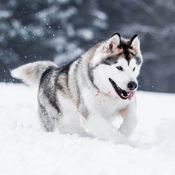 Alaskan best sale husky information