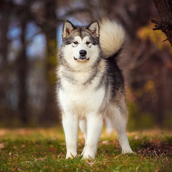 Mini store alaskan malamute