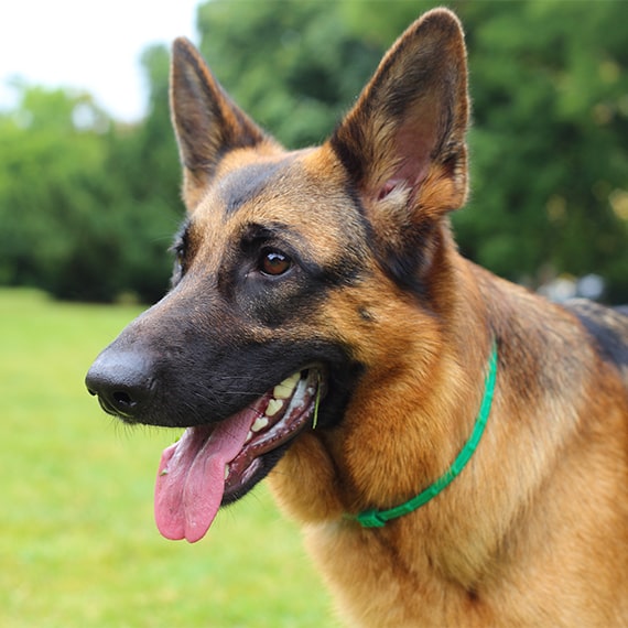 Information about best sale german shepherd