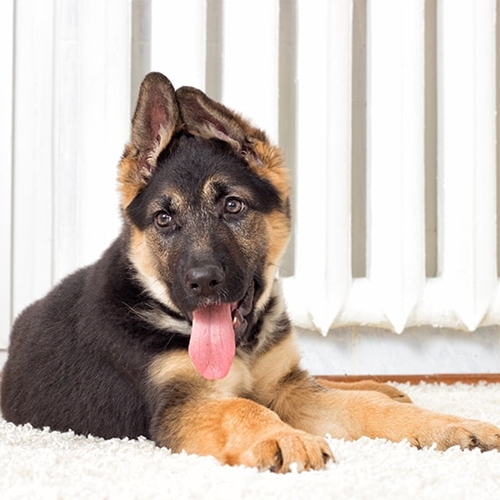 are german shepherd dogs good with babies