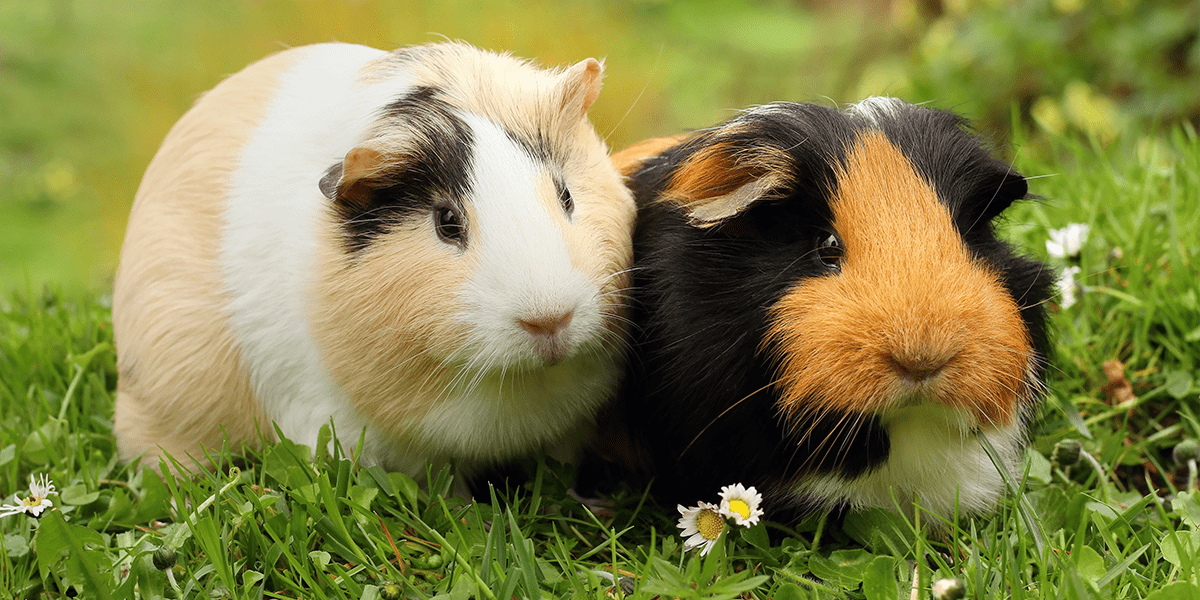 introducing guinea pigs