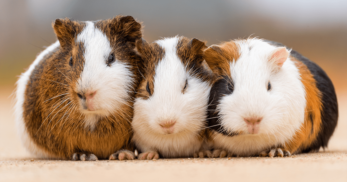 do you need to get two guinea pigs