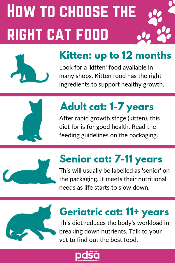 The Best Diet For Your Cat Pdsa
