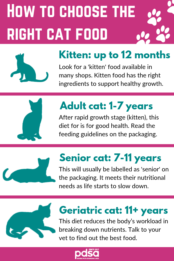 Kitten Feeding Schedule How Much Food Kittens Need Peacecommission 