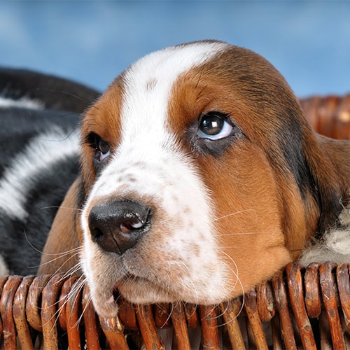 Puppy best sale basset hound