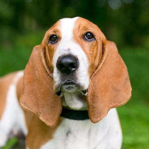 Basset hound puppy store rescue