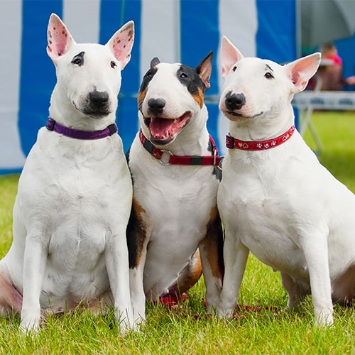 can two female bull terriers live together
