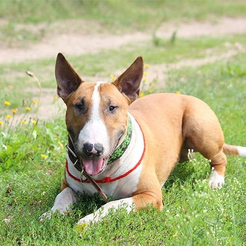are miniature bull terriers good with cats