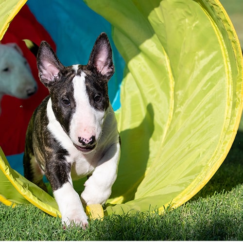 Owning a 2024 bull terrier