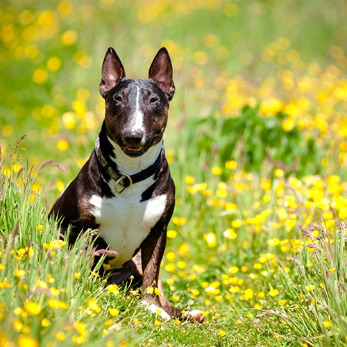 Tan english clearance bull terrier