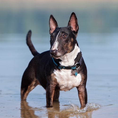 Mini bull terrier sales puppy for sale