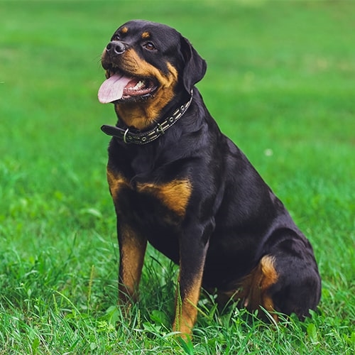 how to make my rottweiler less aggressive