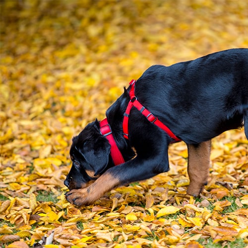 Rottweiler snoring store