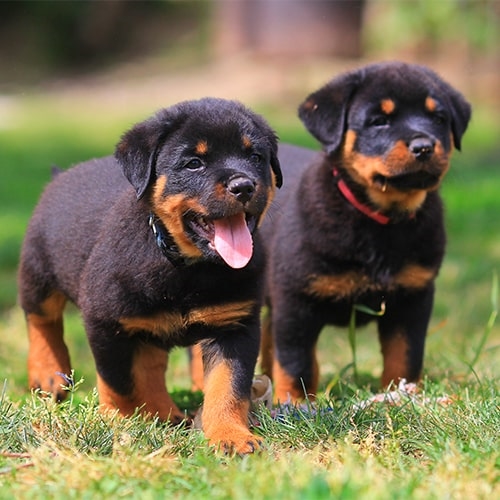 where did the rottweiler dog come from