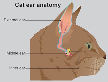 Ear infections in cats - PDSA