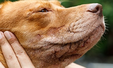 what would cause a dogs skin to turn red
