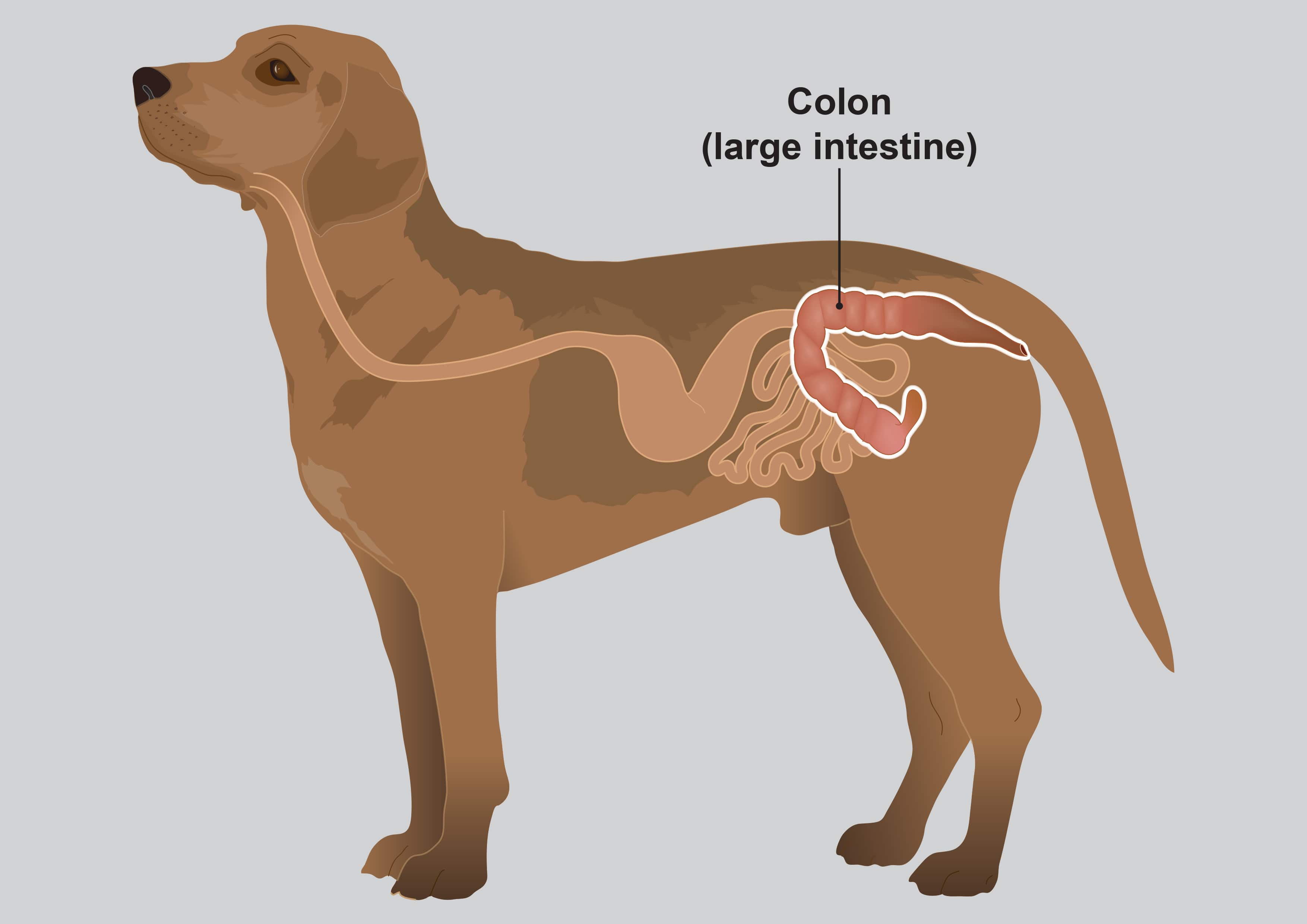 Colitis in dogs - PDSA