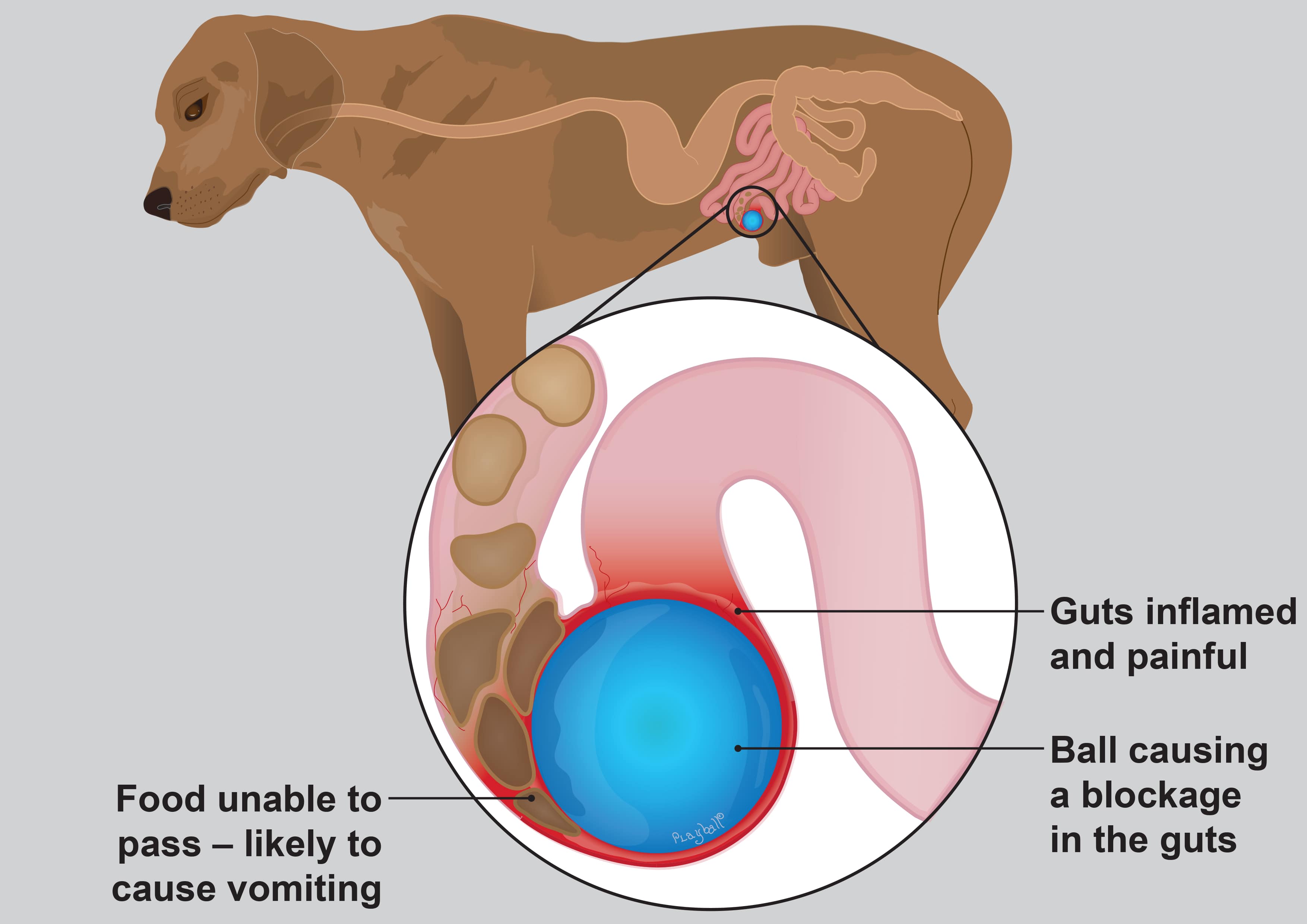 gut-blockage-foreign-body-in-dogs-pdsa