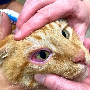 Photo showing a cat's eye to highlight where the conjunctiva is