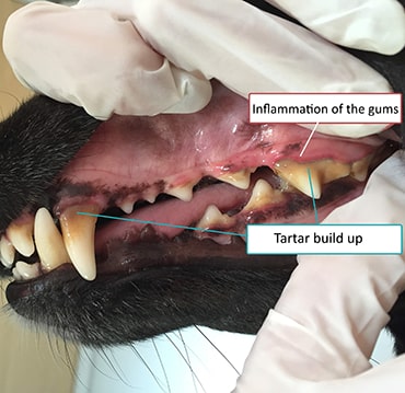 dog dental calculus