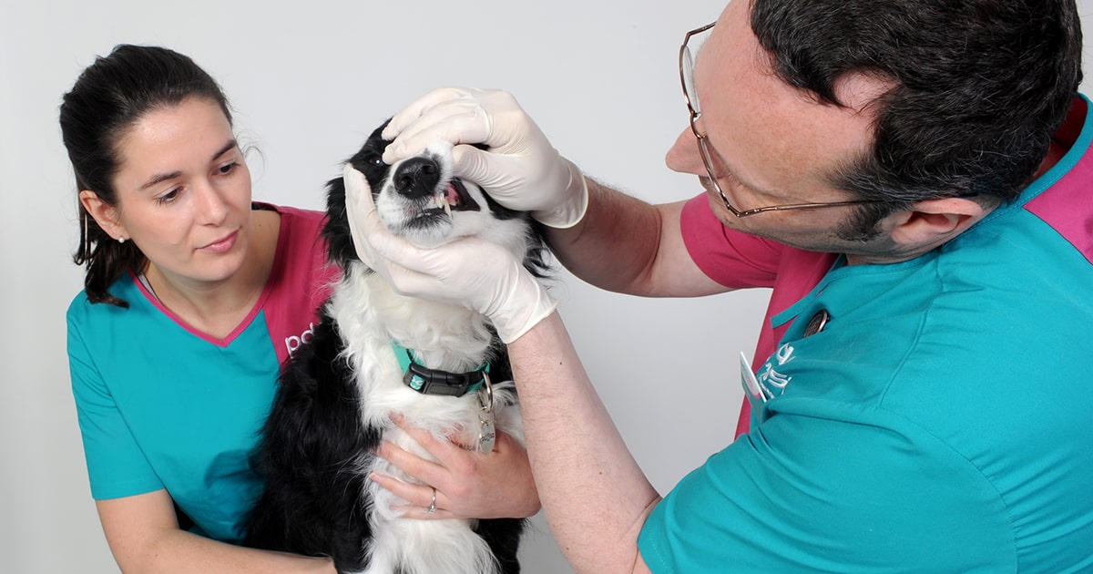 can-bad-teeth-cause-heart-problems-in-dogs