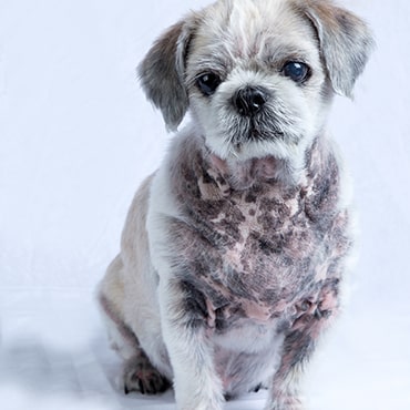 Skin Allergies In Dogs Pdsa