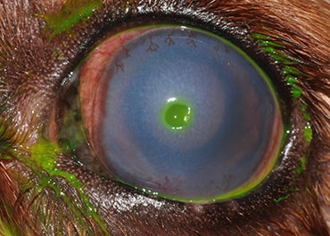 Photo of corneal ulcer. Image courtesy of Eye Veterinary Clinic.