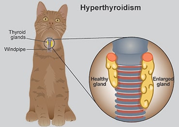 thyroid cat