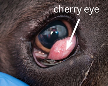 dog cherry eye problems