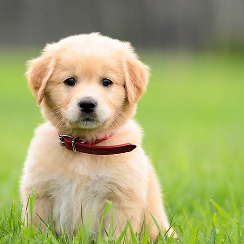 Golden Retriever Dog Breed Information and Pictures