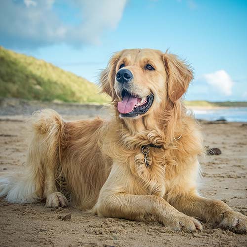 Golden sales retriever expenses