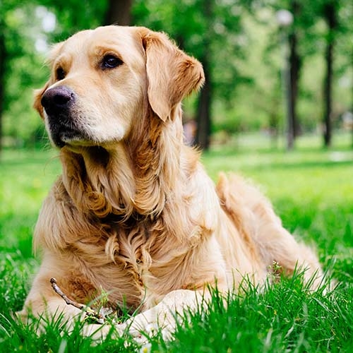 how much does it cost to feed a golden retriever uk?
