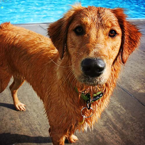 Golden store retriever working