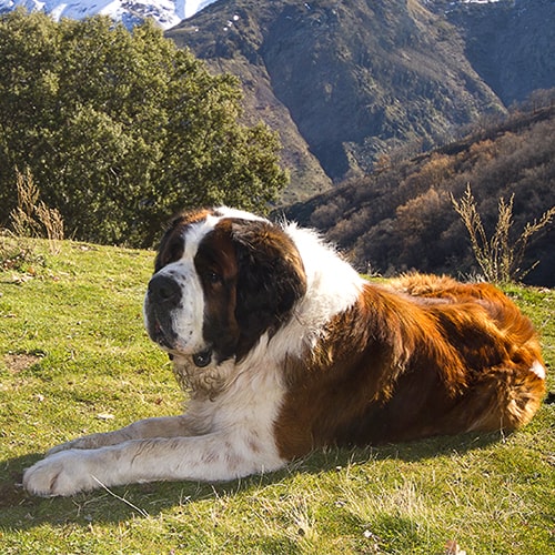 St bernard hot sale puppies rescued