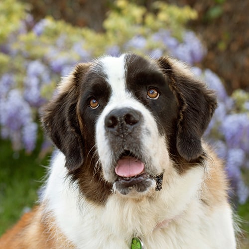 Saint bernard best sale with kids