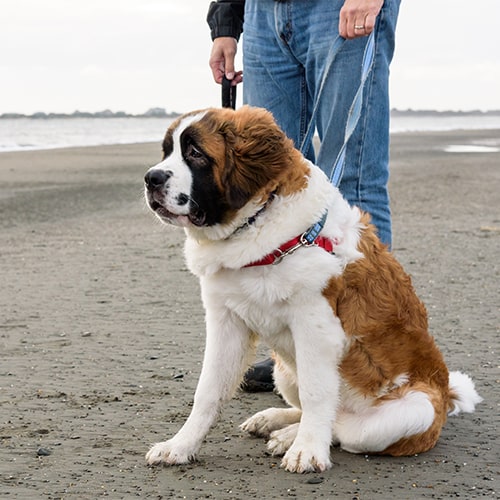 6 month old saint hot sale bernard