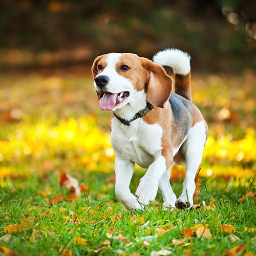 Owning a hot sale beagle puppy