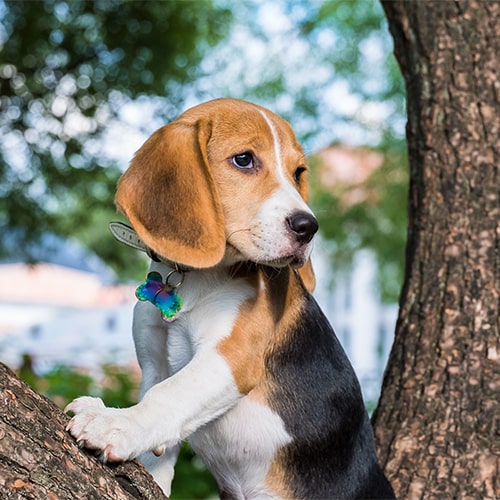 Beagle puppy near store me